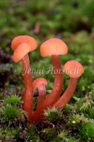 Hygrocybe sp