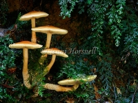 Hypholoma fasiculare