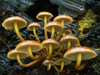 Hypholoma fasiculare 2
