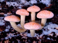 Hypholoma sp