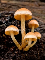 Hypholoma sp 2