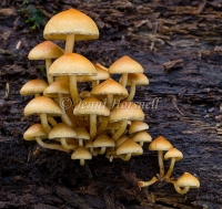 Hypholoma sp 3