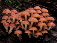 Hypholoma sublateritium