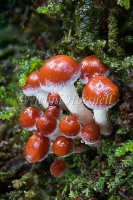 Hypholoma sublateritium 2