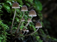 Mycena cystidiosa
