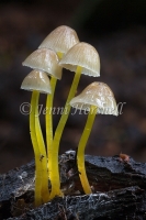 Mycena epipterygia