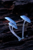 Mycena interupta