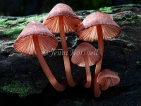 Mycena kuurkacea