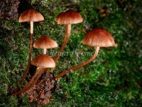 Mycena kuurkacea 2