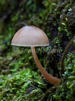 Mycena sp