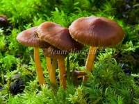 Orange Fungi 2