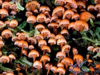 Orange fungi