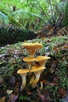 Paxillus sp