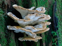 Polypore