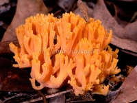 Ramaria sp