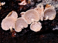 White Polypore