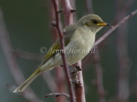 Fuscous Honeyeater - Lichenostomus fuscus 8556