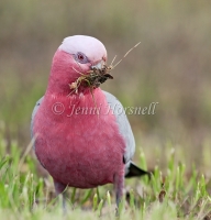 Galah - Eolophus roseicapilla 1416