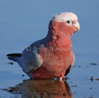 Galah - Eolophus roseicapilla -2