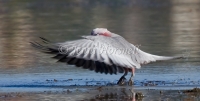 Galah - Eolophus roseicapilla 3130