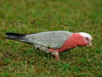 Galah - Eolophus roseicapilla