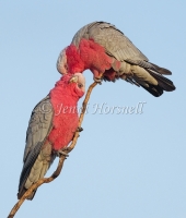 Galah - Eolophus roseicapilla 0404