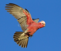 Galah - Eolophus roseicapilla 1374