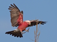 Galah - Eolophus roseicapilla 4138