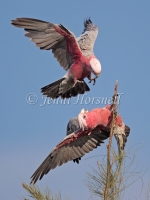 Galah - Eolophus roseicapilla 4310