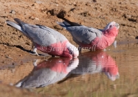 Galah - Eolophus roseicapilla 8564