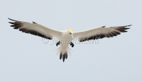 Australasian Gannet - Morus serrator 4077