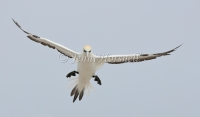 Australasian Gannet - Morus serrator 4078