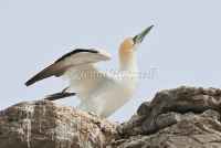 Australasian Gannet - Morus serrator 4108