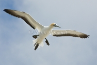 Gannet-4122