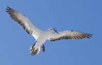 Australasian Gannet - Morus serrator 4280