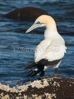 Australasian Gannet - Morus serrator 4303