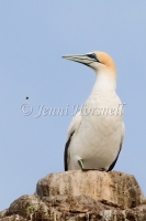 Australasian Gannet - Morus serrator 5536