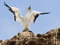 Australasian Gannet - Morus serrator 5537