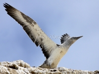 Australasian Gannet 3 - Morus serrator