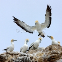 Australasian Gannet - Morus serrator 2650