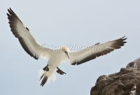 Australasian Gannet - Morus serrator 4123