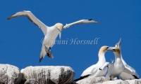 Australasian Gannet - Morus serrator 5936