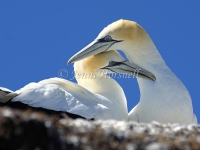 Australasian Gannet  4 - Morus serrator