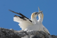 Australasian Gannet - Morus serrator 4250