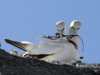 Australasian Gannet - Morus serrator -4278