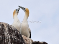 Australasian Gannet - Morus serrator 5542