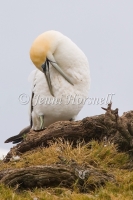 Australasian Gannet - Morus serrator 5764