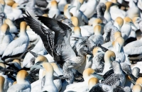 Australasian Gannet 2 - Morus serrator
