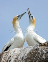Australasian Gannet - Morus serrator