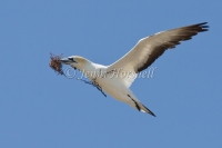 Australasian Gannet - Morus serrator 5908